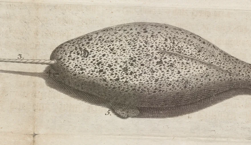 A unicorn fish aground in 1736 in the Elbe estuary