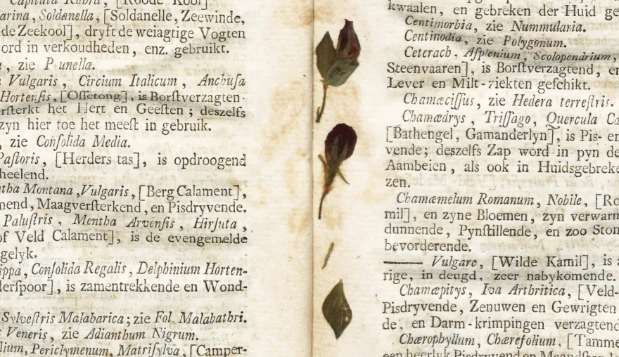 Dried Flowers with a Story