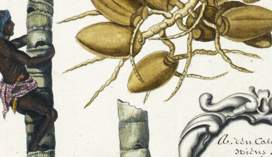 Rumphius' description of the flora of Amboina