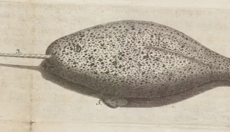 A unicorn fish aground in 1736 in the Elbe estuary