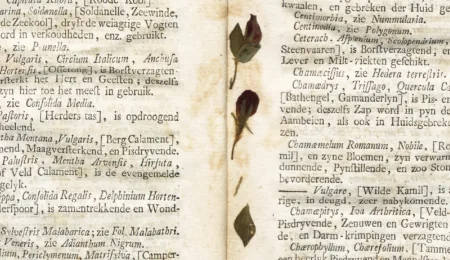 Dried Flowers with a Story