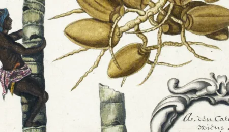 Rumphius' description of the flora of Amboina