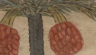 Greek Learning in the Arab world. The Materia Medica of Dioscorides